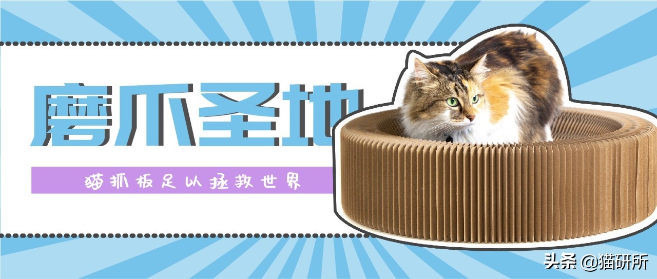 怎么防止猫抓板挠家具,怎样可以防止猫咪抓家具