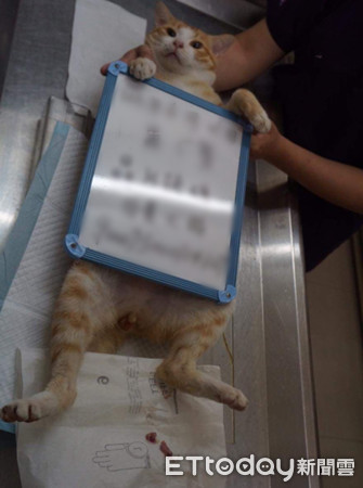 肚肚好痒软Q橘猫化身体操选手　劈一字马