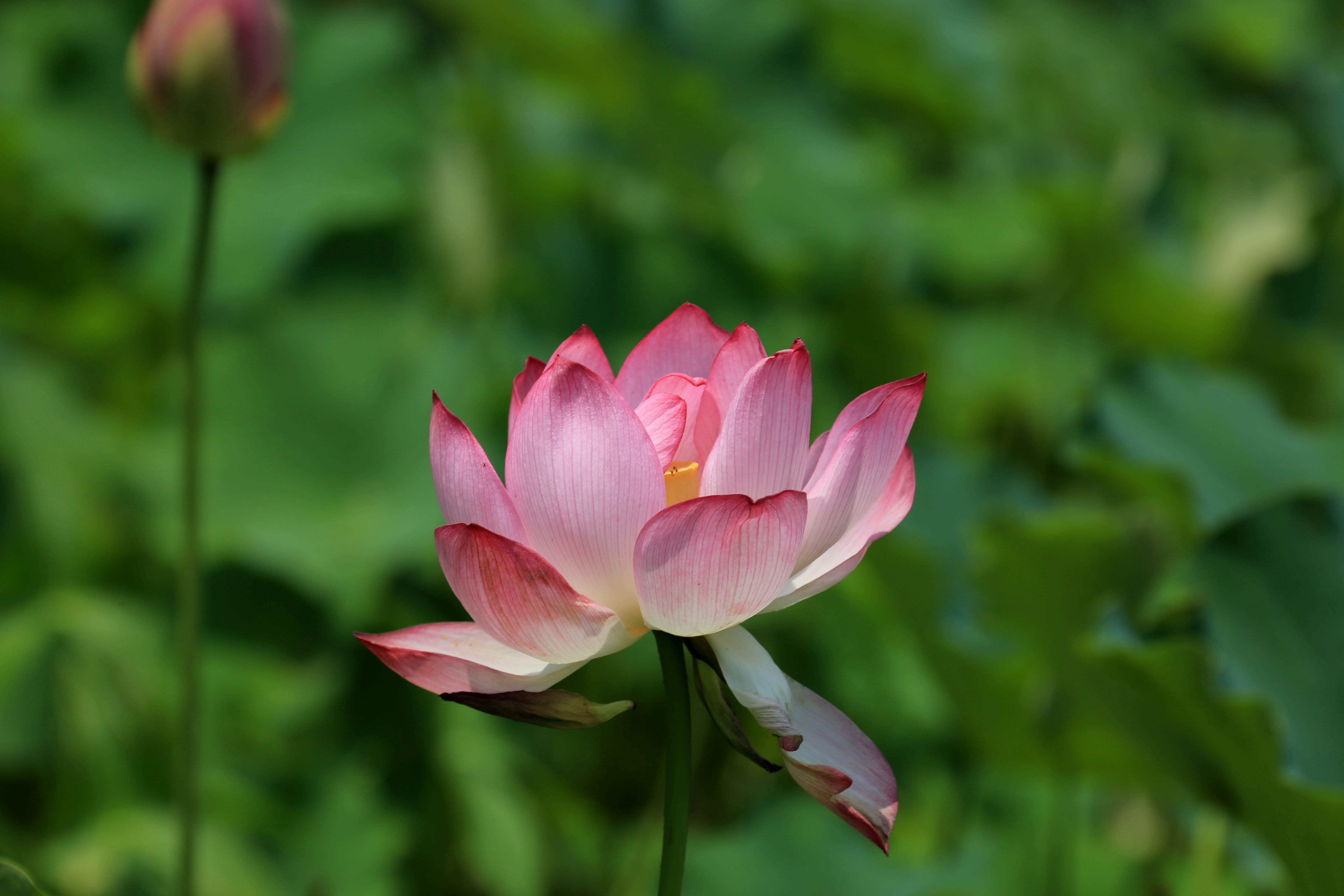 草原夜色美口琴视频,草原夜色美口琴音乐