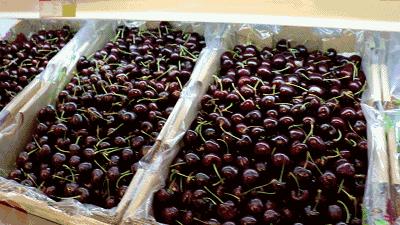 长春生鲜冷链配送,长春蔬果生鲜配送新鲜直达