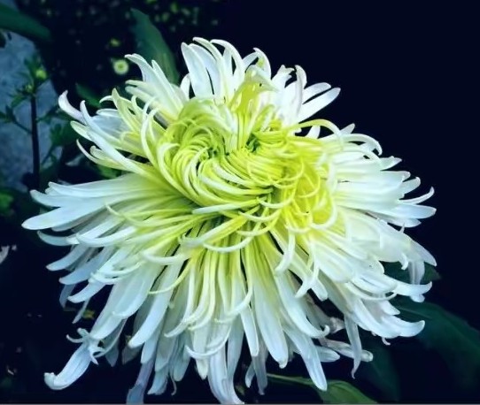 茶花是我国的十大名花吗,中国十大名花图片及花语