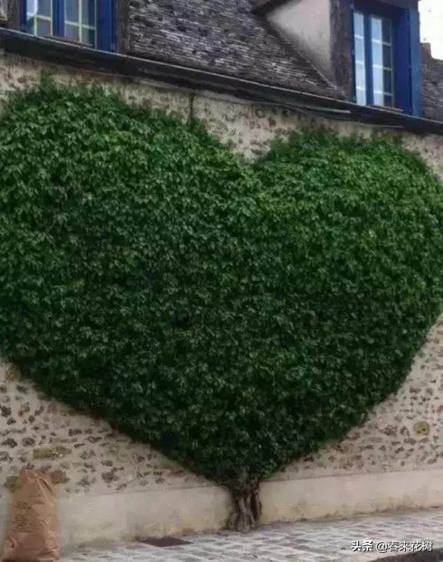 园林景观种树成活率高的方法,园林种植如何提高存活率