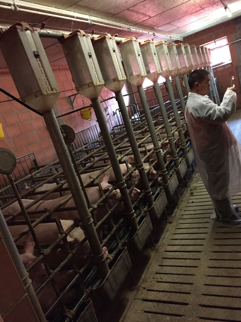 空怀母猪会涨奶吗,空怀母猪的生理特征