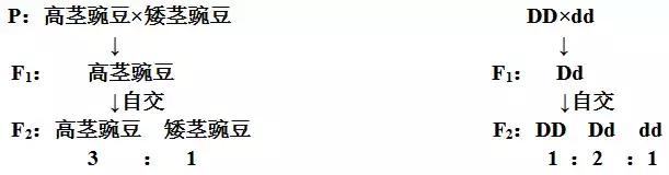 生物必修二知识点归纳总结,高中必修二生物遗传概率解题技巧