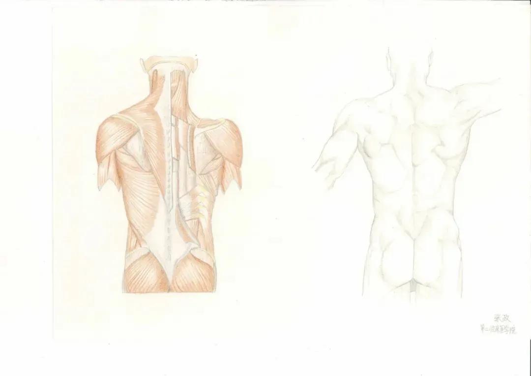 左手丹青，右手手术刀，985名校医学生笔记曝光！网友：这是学神级别的！