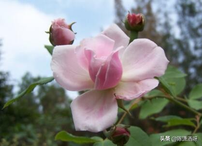 中国月季红色浓香,13种中国红月季让你美个爆