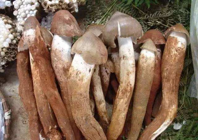 不用动手就能吃到美味佳肴,简单易学美味佳肴杠杠滴