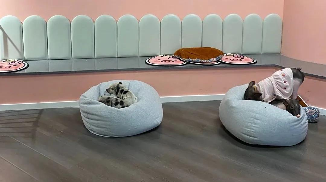 兔子馆三里屯,深圳三里屯兔子馆