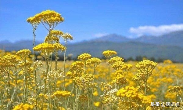 意大利花精油使用方法,意大利永久花精油什么味道
