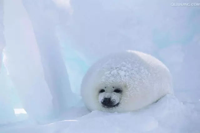 它土圆肥,却是出了名的网红