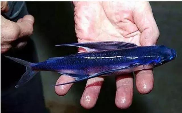 防城港怎么吃海鲜便宜不被坑,防城港干货海鲜有哪些