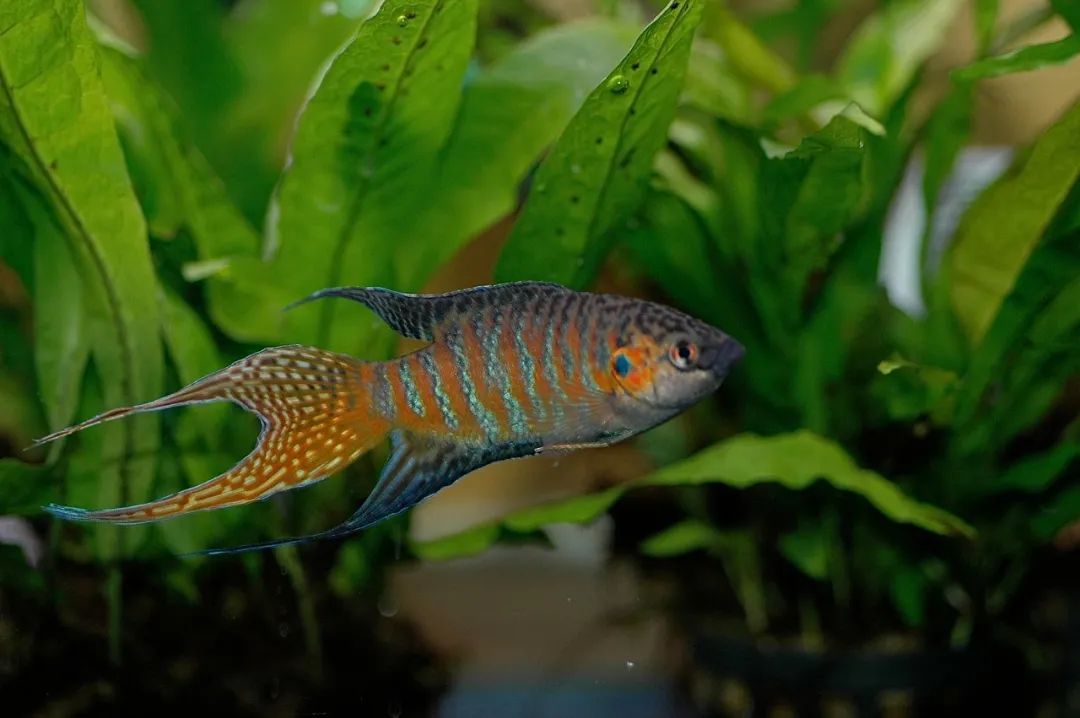 什么鱼生命力最强最好养,哪种鱼生命力最强比较好养