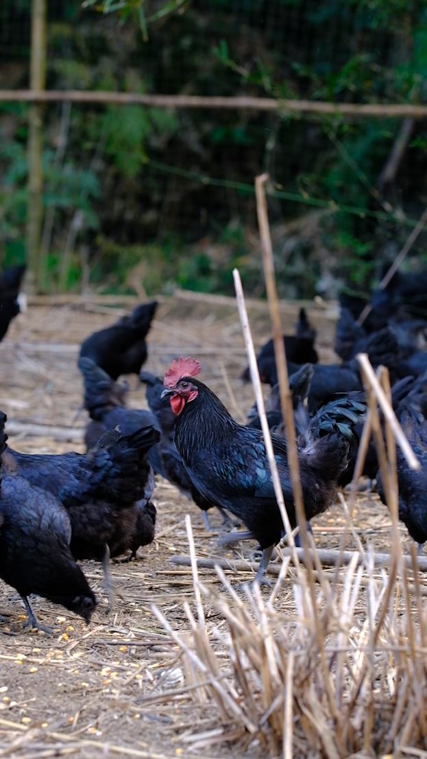 全身皮毛都是黑色的,长得像鸟一样的鸡,一年能卖8000多只