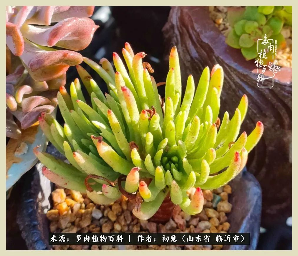 和多肉植物相伴,和多肉相处的心情