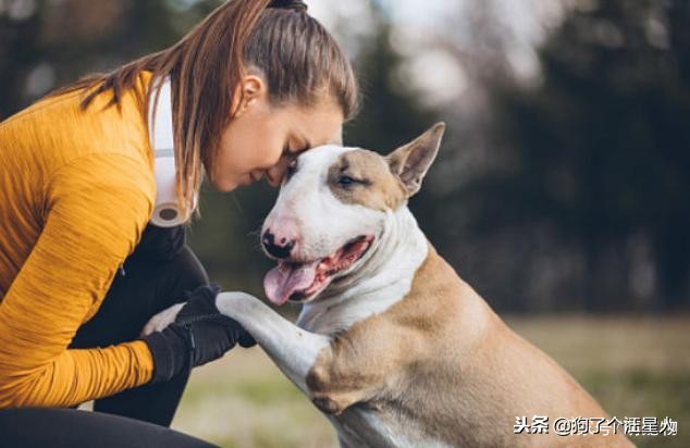 带狗狗散步为什么一直哼唧唧,狗狗散步的时候走得慢怎么回事