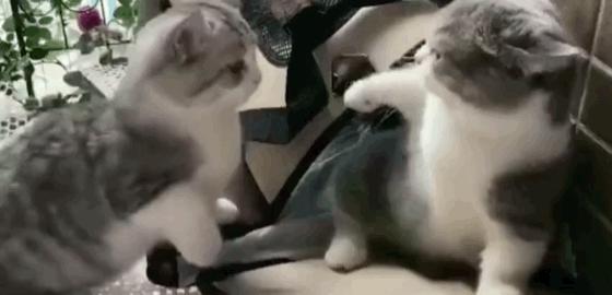 「今日萌图」一旦猫咪能自己打开鱼罐头，人类也就完蛋了