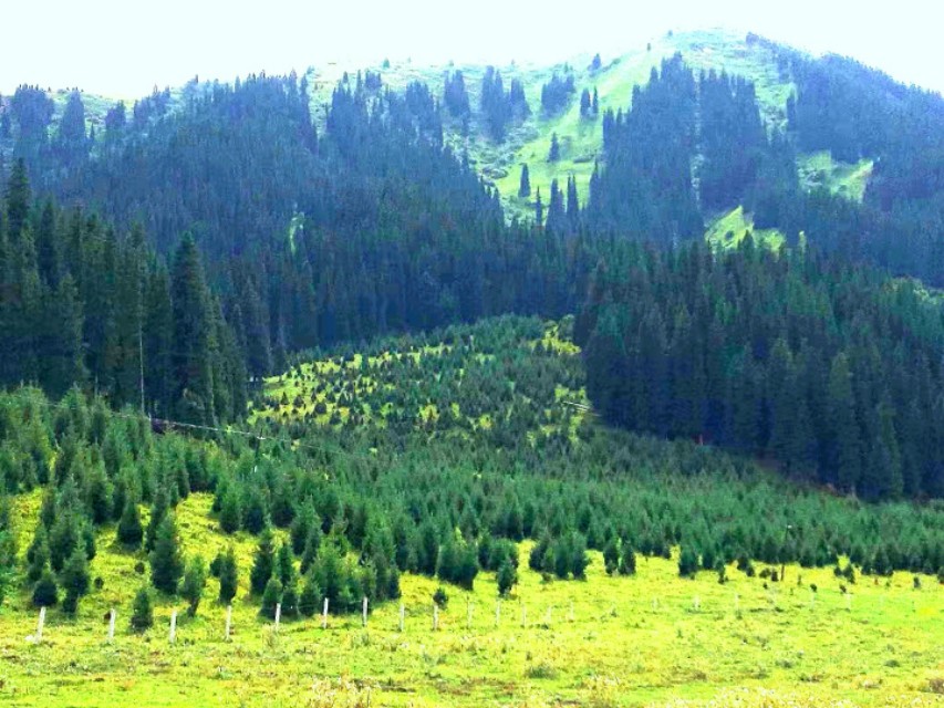 独库公路遇老乡卖蜂蜜,买上千元是假的,这年头儿老乡还能相信吗