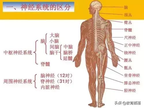 初中生物会考复习计划,初中生物会考复习资料全套