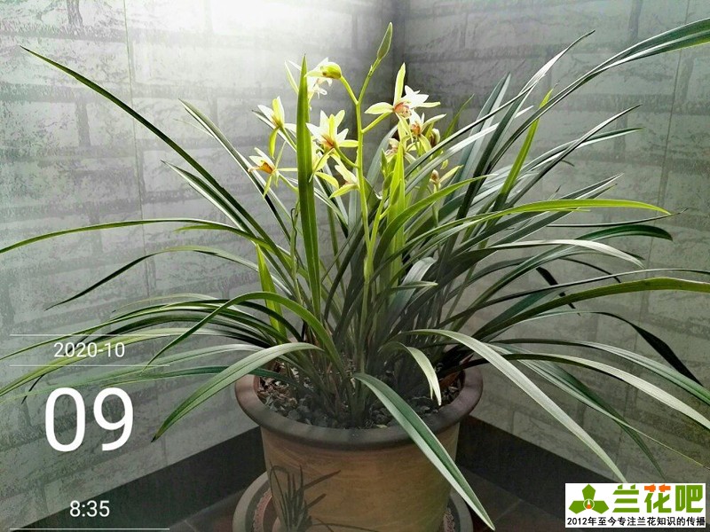 鍏拌姳浠锋牸鏆磋穼鍘熷洜鍒嗘瀽,鐤儏鏈熼棿鍏拌姳浠锋牸璧板娍