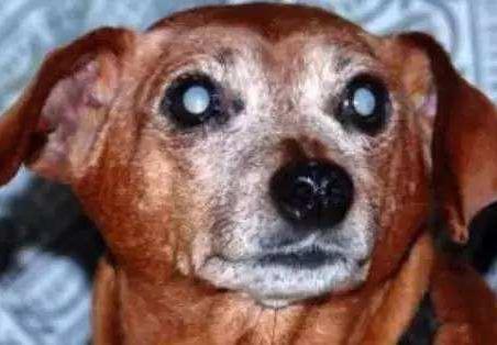 患有狂犬病的狗狗有什么症状,得了狂犬病狗狗症状