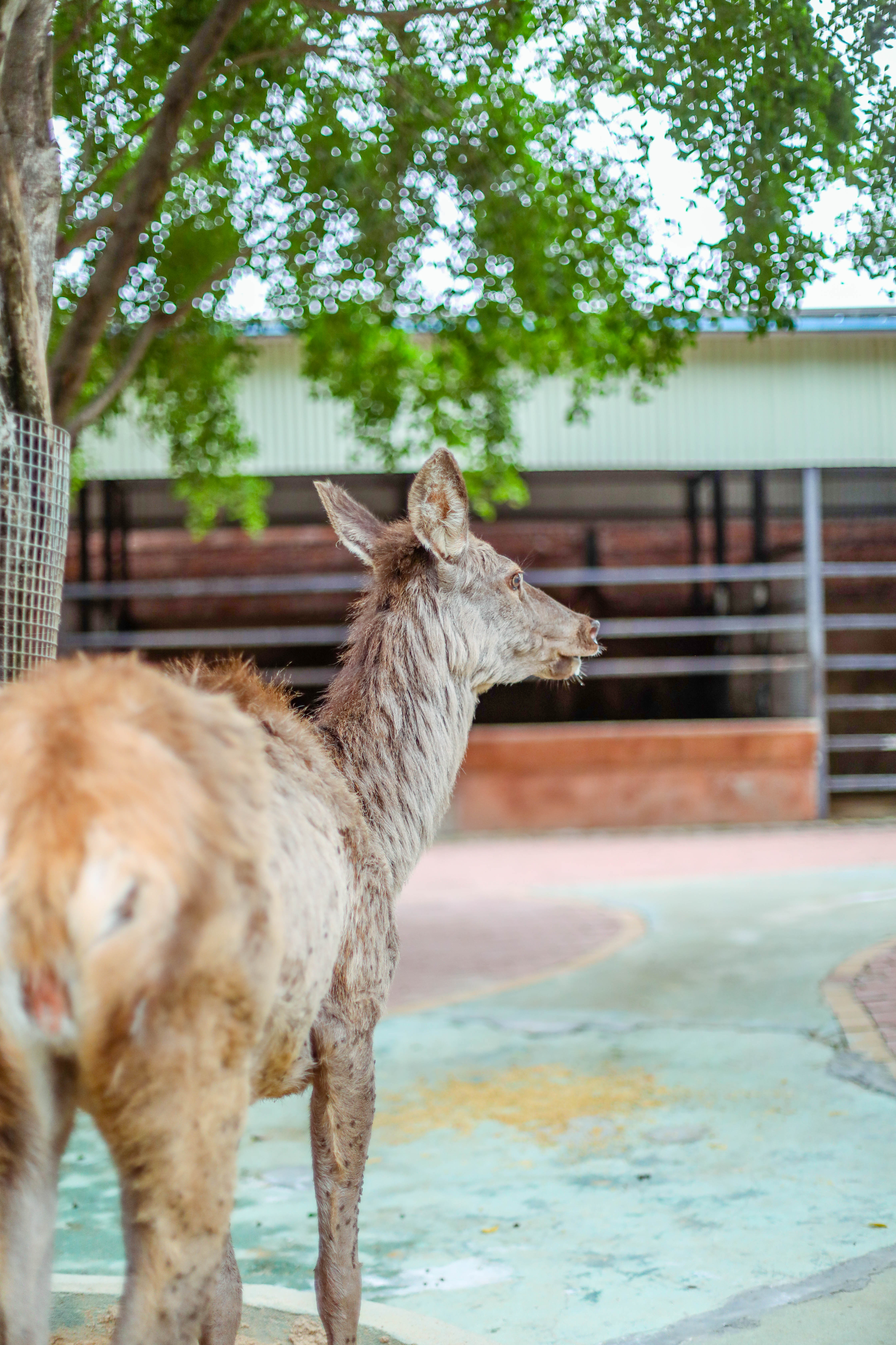 景点打卡东莞隐贤山庄,暑假东莞亲子游玩好去处隐贤山庄