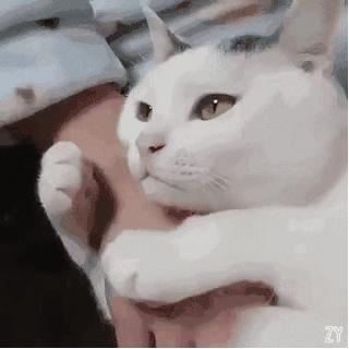 猫咪走失一个月又回来了,猫咪失踪15年后终于找到了吗