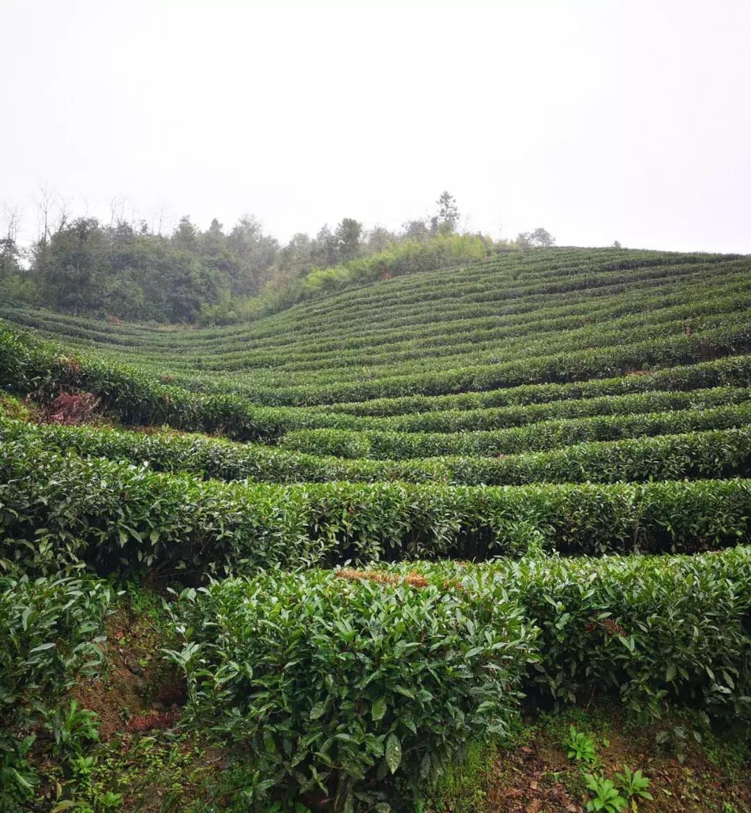 贡眉白茶和福鼎大毫茶口感,老白茶贡眉知识点