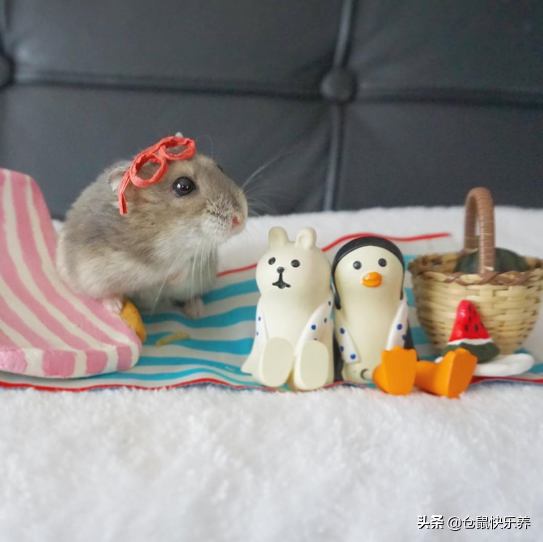 仓鼠逃跑在家偷猫粮,仓鼠被老鼠偷吃