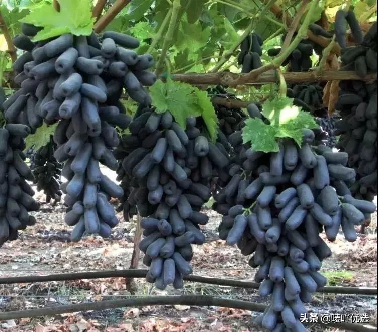 澳洲金手指提子苗,金手指蓝宝石提子