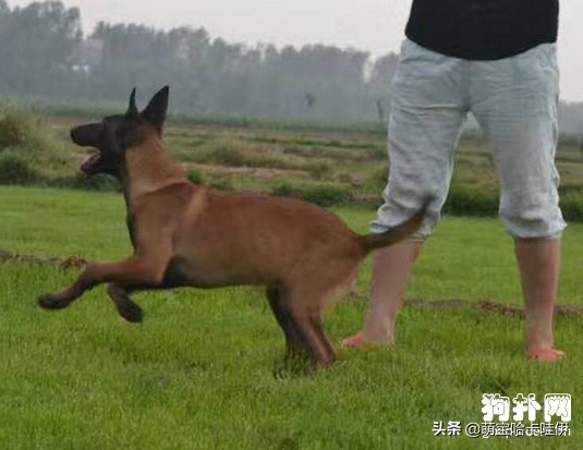 东德与马犬性格对比,小马犬幼犬性格