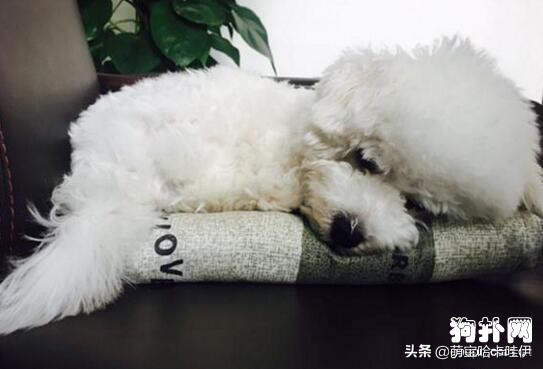 可爱到爆炸的比熊,比熊幼崽萌化了图片