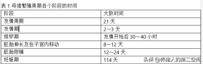母猪授精的技术过程,母猪从受孕到生产喂料全过程