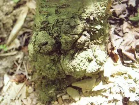 樱桃的常见病虫害及防治方法,樱桃虫害最佳防治方法