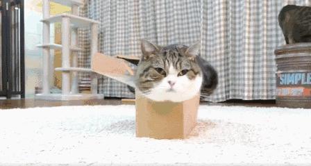 如何封印一只猫,怎么一招封印猫