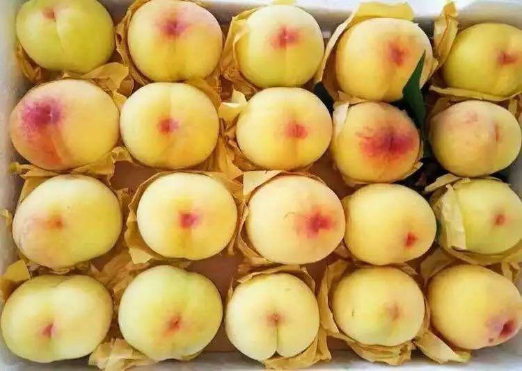 江阴附近生态园葡萄采摘,江阴申港采摘园