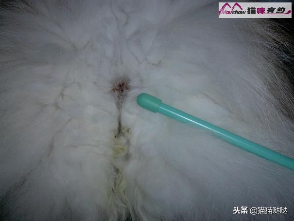 关于猫咪肛门腺介绍及具体挤肛门腺的方法，附图