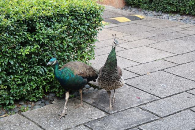 丽江束河看玉龙雪山的最佳酒店,丽江束河住宿推荐