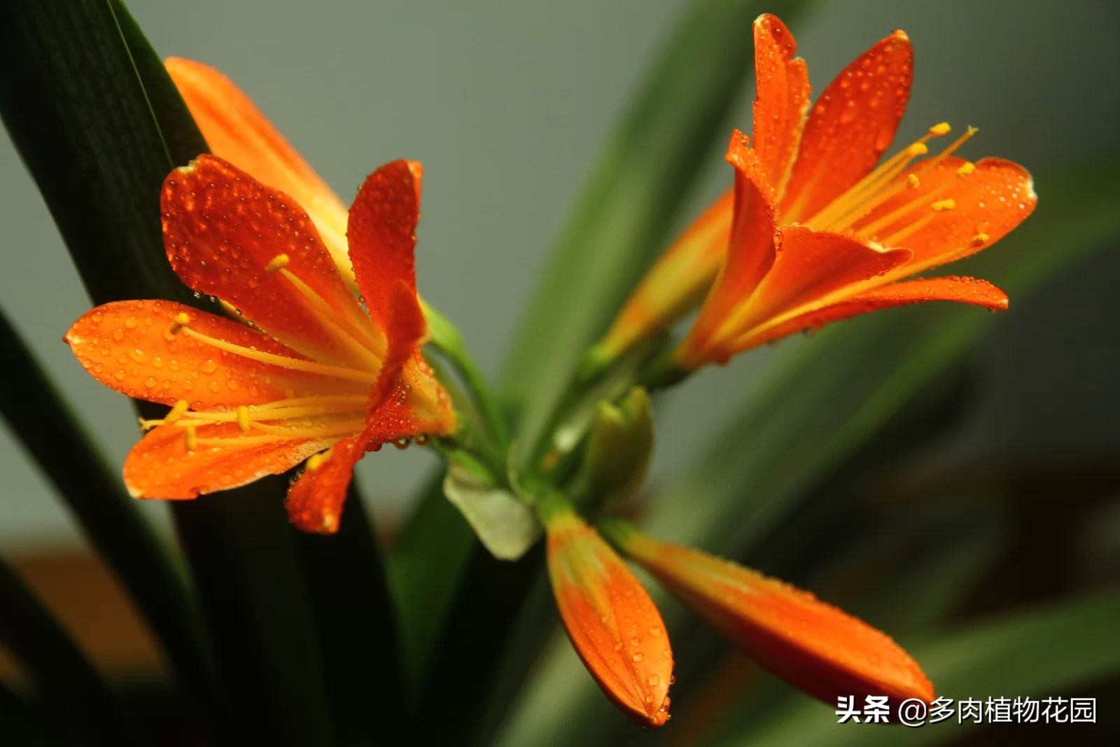 君子兰开花是先抽箭还是先出花苞,君子兰夹箭开花后花败了怎么处理