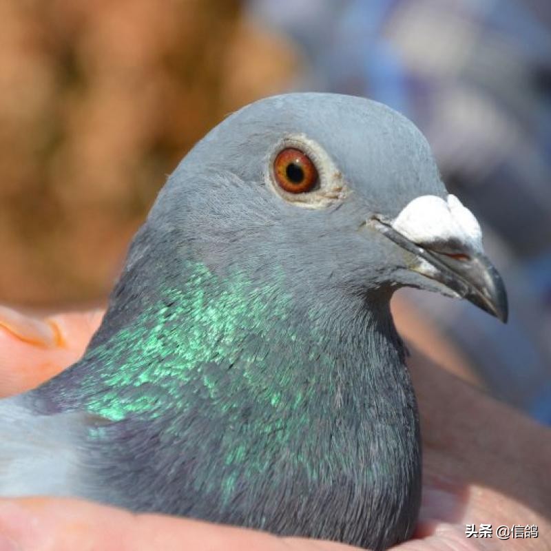 跟谁有仇就让谁当老板,养鸽子让谁管