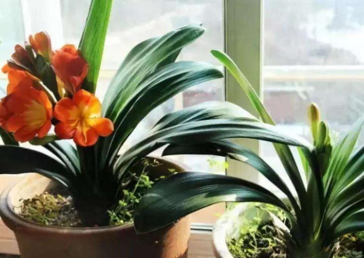 盆栽土结块的解决方法,土壤结块如何治理