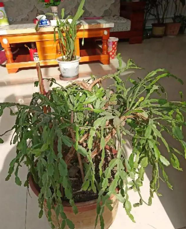 夏天种花不浇水的小窍门,哪十种花夏季少浇水