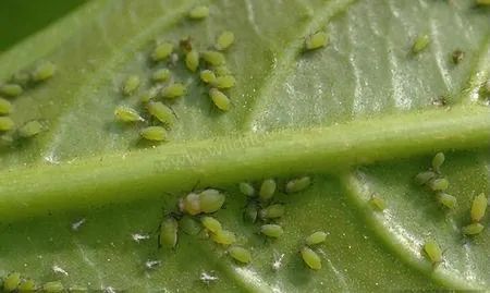 怎么可以治花草虫害,专治花卉虫害的方法