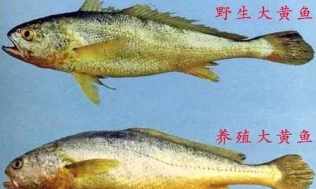 浙江渔民捕获一条七斤重大黄鱼,渔民捕获重达4.2斤大黄鱼