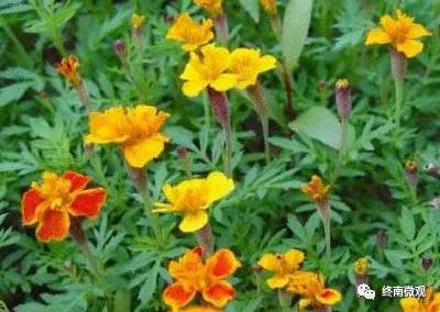 日本国花是什么花啊,全世界各国的国花是什么花