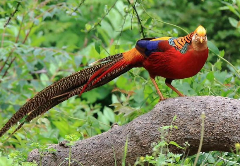 放羊老汉发现一个秘密,山西放羊老汉发现凤凰鸟