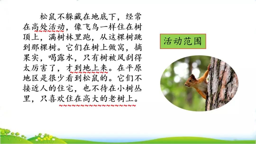 五年级语文第17课松鼠讲解,五年级上册第17课松鼠教材详解