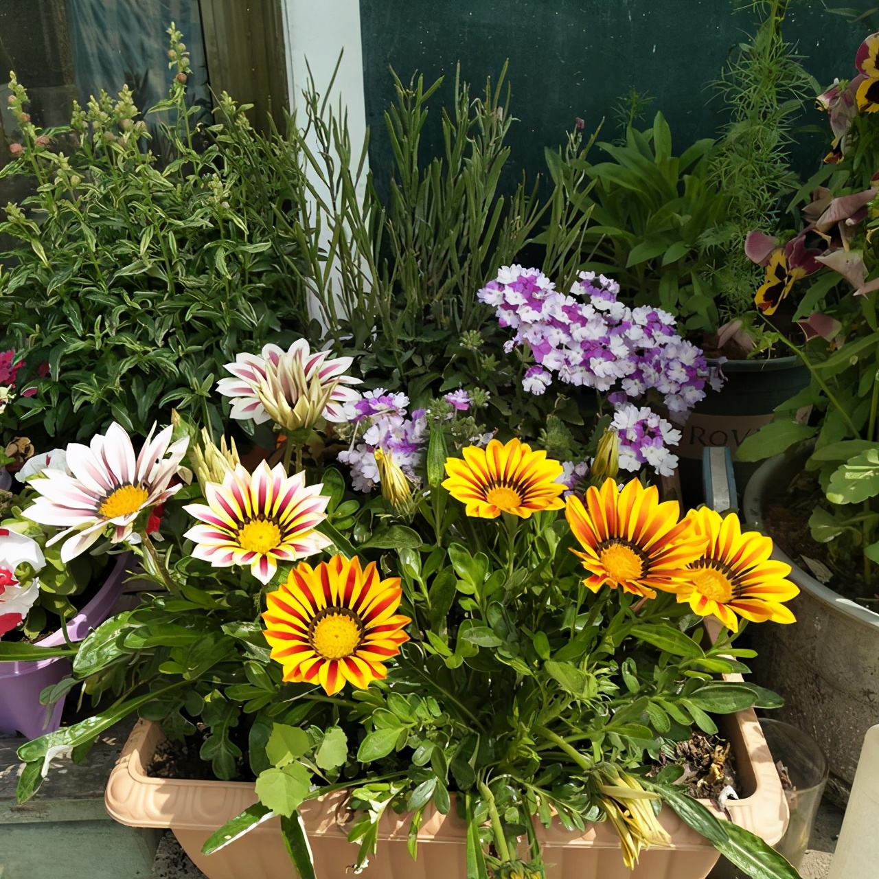 勋章菊怎么养才能爆盆,勋章菊怎么养花