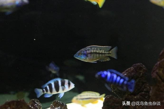 养三湖鱼需要什么水草,三湖鱼怎么喂食