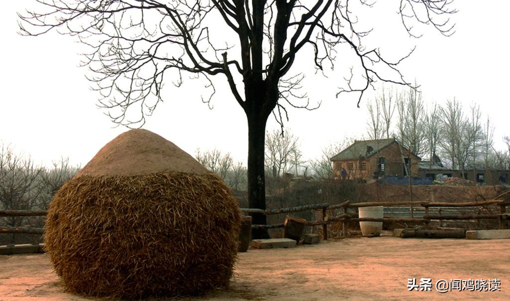 麦子熟了你还回来吗,麦子熟了还记得小时候收麦场景吗