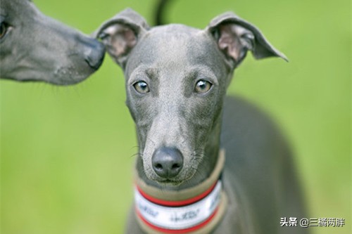 格力犬怎么可以让它爆发力好,养宠经验分享